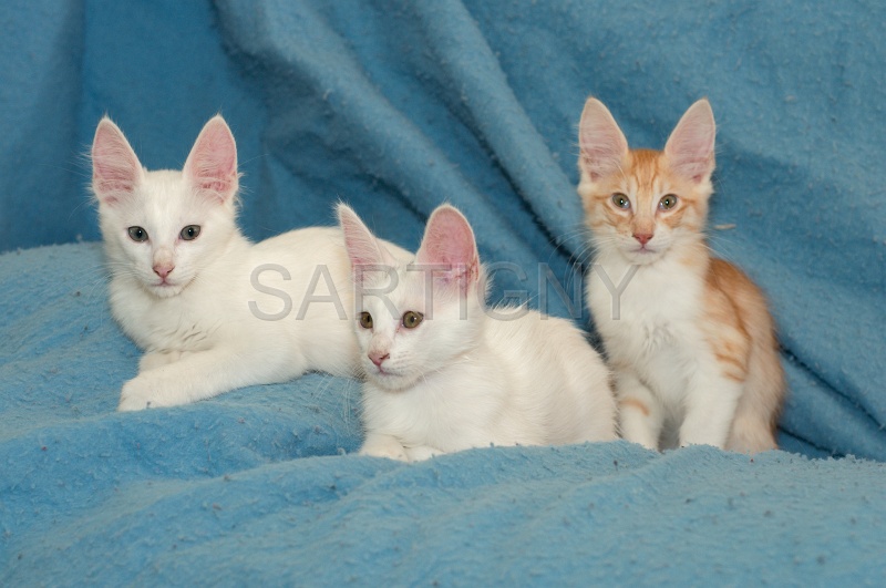 ANGORRA TURC C025.jpg